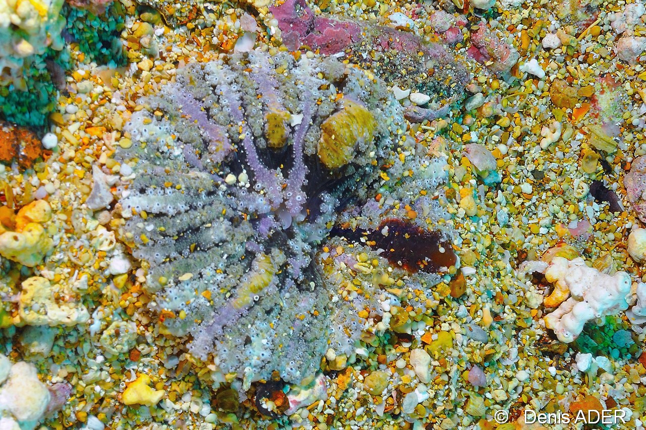 Actinostella cf flosculifera Anemone de sable-Cap Vert Sao Macario-9m-20150407-Denis-ADER-DSC_9695_tn.jpg